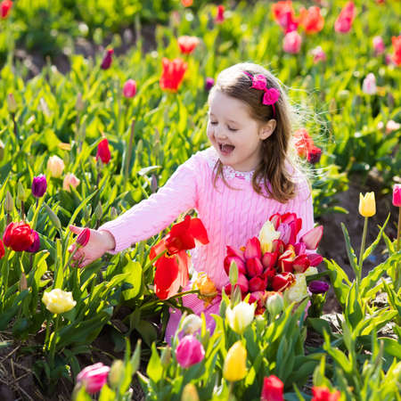 Child in tulip flower field. Little girl cutting fresh tulips in sunny summer garden. Kid with flower bouquet for mother day or birthday present. Toddler picking red flowers in blooming spring meadow.の写真素材