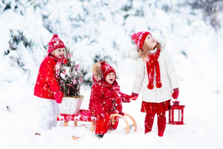 Children with Christmas tree on wooden sled in snow. Kids cut Xmas tree. Boy and girl on sledge in snowy forest. Brother and sister select winter holidays decoration. Child with sleigh. Kid sledding.の写真素材