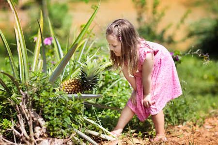 Child on pineapple fruit plantation. Little girl watching pineapples grow. Kids on fruit farm in Asia. Exotic fruits field. Pineapples orchard.の写真素材