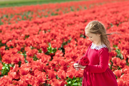 Child in red flower field. Poppy and tulip flowers garden. Little Dutch girl in tulips farm in Holland. Blooming poppy flowers for Remembrance Day. Kids traveling in the Netherlands.の写真素材