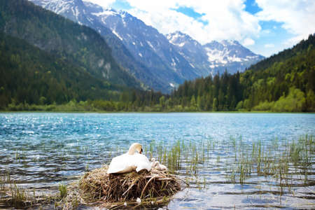 Swan nest in Austrian Alps mountain lake. Mother bird with little baby learning to swim. Wild swans during spring time.の写真素材