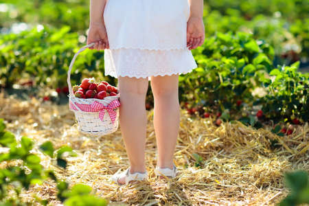 Child picking strawberry on fruit farm field on sunny summer day.の写真素材