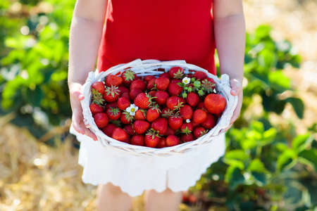 Child picking strawberry on fruit farm field on sunny summer day.の写真素材