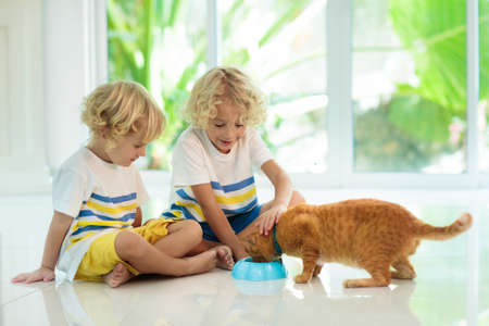 Child feeding cat at home. Kid and pet. Little blond curly boy playing with kitten in white kitchen at window. Domestic animals and pets for children. Cats food and drink. Kids feed cat.の写真素材