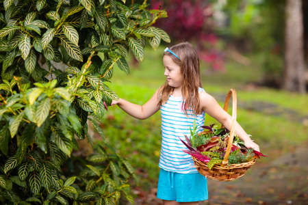 Child picking colorful autumn leaves in basket. Kid playing with tree leaf outdoor. Kids play in warm autumn rain. Fall and foliage fun for children.の写真素材