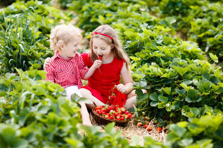 Kids picking strawberry on fruit farm field on sunny summer day. Children pick fresh ripe organic strawberry in white basket on pick your own berry plantation. Boy and girl eating strawberries.の写真素材