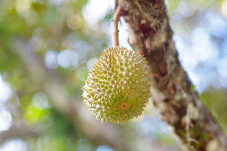 Durian growing on tree. Exotic tropical fruits of Thailand and Malaysia. King of fruit. Delicious...