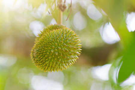 Durian growing on tree. Exotic tropical fruits of Thailand and Malaysia. King of fruit. Delicious ripe durians on organic farm in South East Asia.の写真素材