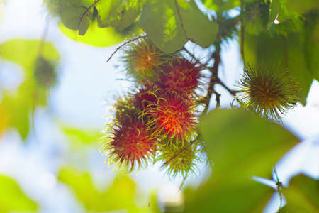 Rambutan growing on tree. Tropical fruit of Thailand and Malaysia. Exotic healthy rambutans on organic farm.の写真素材