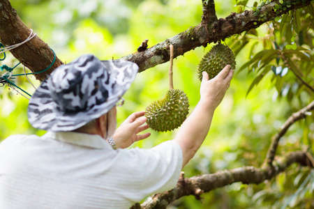 Durian growing on tree. Farmer picking exotic tropical fruits of Thailand and Malaysia. King of...
