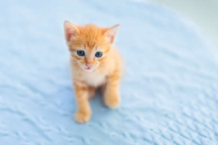 Baby cat. Ginger kitten playing on couch with knitted blanket. Domestic animal. Home pet. Young cats. Cute funny cats play at home.の写真素材