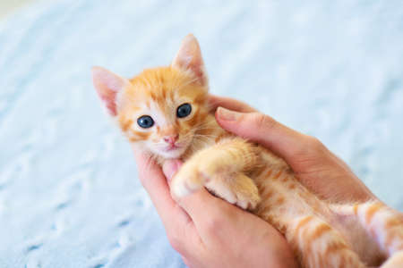 Baby cat. Ginger kitten playing on couch with knitted blanket. Domestic animal. Home pet. Young cats. Cute funny cats play at home.の写真素材