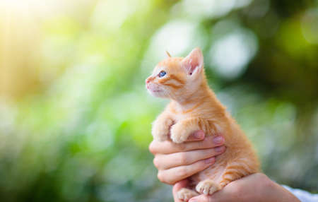 Man holding baby cat. Ginger kitten in human hands outdoor in sunny garden. Pet parent watching little animal. Owner and cats.の写真素材
