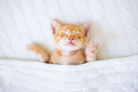 Baby cat sleeping. Ginger kitten under knitted blanket. Domestic animal. Sleep and cozy nap time. Home pet. Cute funny cats at home.の写真素材