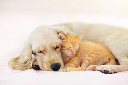 Cat and dog sleeping together. Kitten and puppy taking nap. Home pets. Animal care. Love and friendship. Domestic animals.の写真素材
