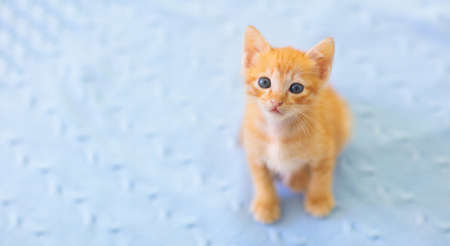 Baby cat. Ginger kitten playing on couch with knitted blanket. Domestic animal. Home pet. Young cats. Cute funny cats play at home.の写真素材