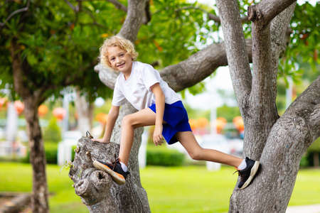 Kids climb tree in summer park. Child climbing. Adventure for young explorer. Children explore nature in sunny forest. Healthy outdoor activity for girl or boy in the woods.の写真素材
