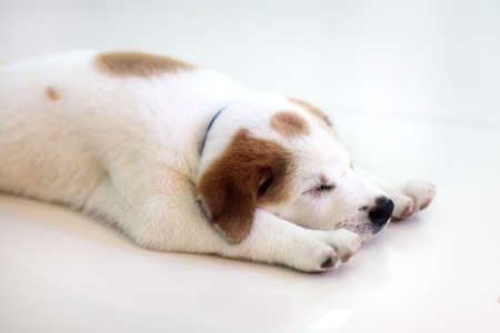 Puppy indoors. Dog playing. Home pet. Cute little pup sleeping on white tiles floor. Animal in a house. Domestic animals.の写真素材