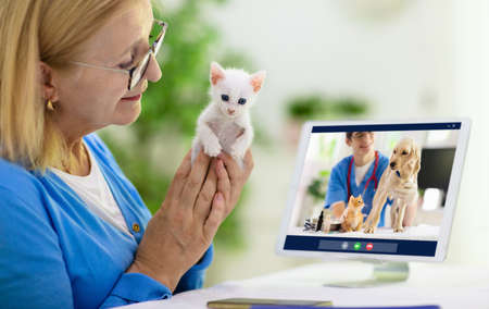 Online consultation with veterinarian. Vet examining animal via video chat. Cat check up during quarantine. Veterinary doctor checking pet in conference call. Remote medicine and emergency assistance.の写真素材