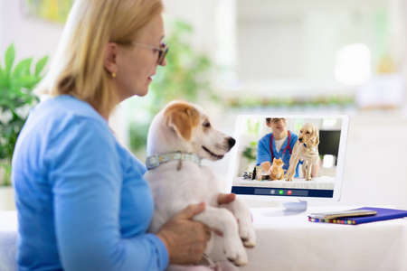Online consultation with veterinarian. Vet examining animal via video chat. Dog check up during...