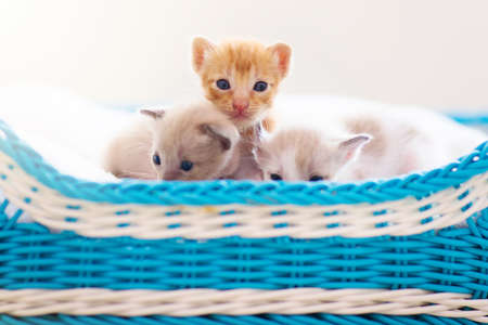 Kitten in a basket. Baby cat at home. Pets and domestic animals care.