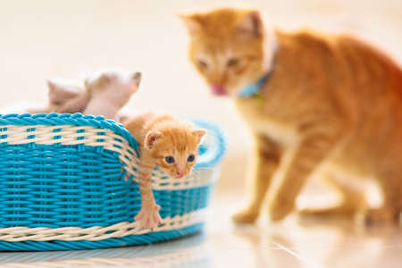 Kitten in a basket. Baby cat at home. Pets and domestic animals care.の写真素材