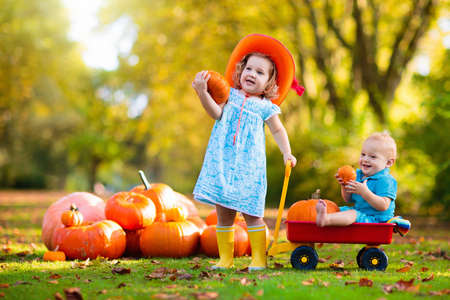 Group of little children enjoying harvest festival celebration at pumpkin patch. Kids picking and carving pumpkins at country farm on warm autumn day. Halloween and Thanksgiving time fun for family.の写真素材