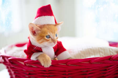 Baby cat in Christmas costume and Santa hat. Ginger newborn kitten sleeping under woolen blanket. Cozy Xmas winter day with pet at home. Nap time. Present for animal. Cats sleep, relax, rest.の写真素材