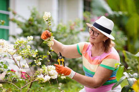 Senior woman gardening. Retired lady in sun hat watering garden plants and flowers. Beautiful sunny blooming backyard. Outdoor hobby and healthy activity. Female with garden tools and water can.の写真素材