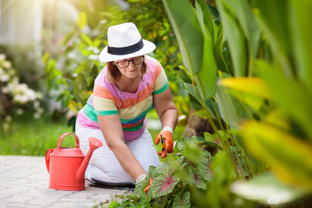 Senior woman gardening. Retired lady in sun hat watering garden plants and flowers. Beautiful sunny blooming backyard. Outdoor hobby and healthy activity. Female with garden tools and water can.の写真素材