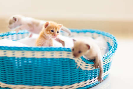 Kitten in a basket. Baby cat at home. pets and domestic animals care.の写真素材
