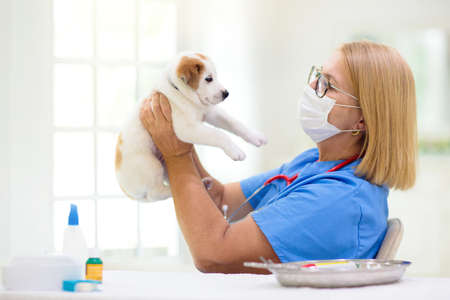Vet examining dog. Puppy at veterinary doctor. animal clinic. Pet check up and vaccination. Health...