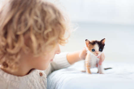 Child playing with baby cat. Little boy looking at newborn kitten. Kids and animals friendship, love...