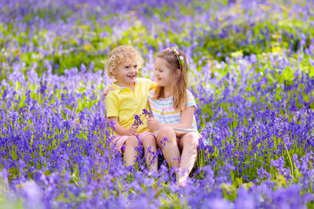 Kids playing in bluebell woods. Children watching protected plants in bluebell flower woodland on sunny spring day. Boy and girl in blue bell flowers meadow. Family walk in the park with bluebells.の写真素材