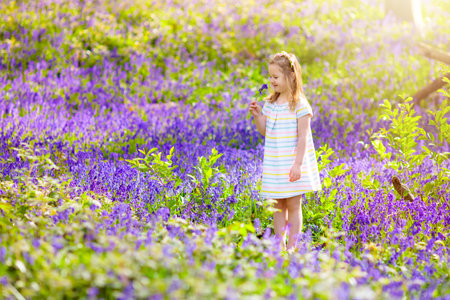 Kid playing in bluebell woods. Child watching protected plants in bluebell flower woodland on sunny spring day. Little girl in blue bell flowers meadow. Family walk in the park with bluebells.の写真素材