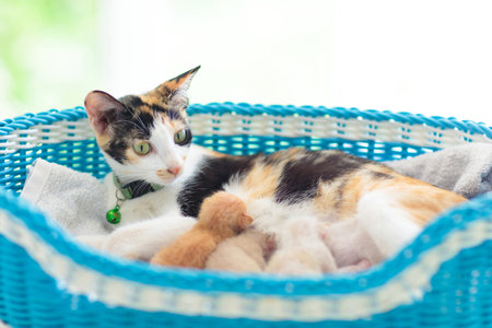 Mother cat nursing kitten. breastfeeding. animal care. Calico cat in blue basket with three newborn kittens.の写真素材