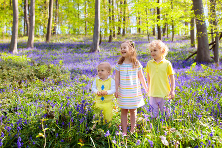 Kids playing in bluebell woods. Children watching protected plants in bluebell flower woodland on sunny spring day. Boy and girl in blue bell flowers meadow. Family walk in the park with bluebells.の写真素材