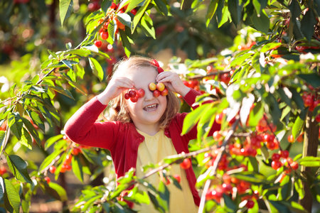 Kids picking cherry on a fruit farm. Children pick cherries in summer orchard. Toddler kid eating...