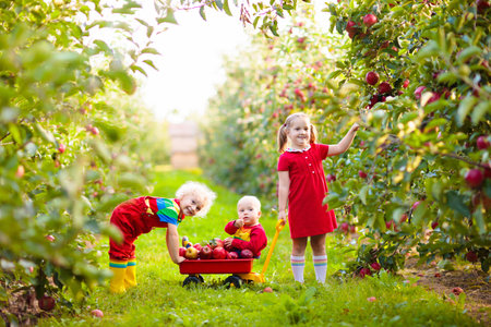 Children picking apples in fruit garden. Girl, boy and baby play in apple tree orchard. Kids pick fruit in autumn with a wheel barrow. Little farmers eat apples at fall harvest. outdoor fun for familyの写真素材