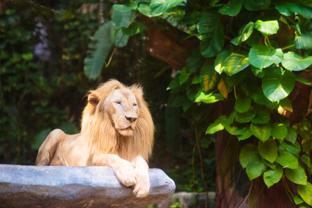Beautiful lion in African savannah. Big cat in zoo or safari park.の写真素材
