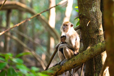 Wild monkey with newborn baby. Long tailed macaque in jungle. Rainforest animal. Mother monkey breastfeeding her child.の写真素材