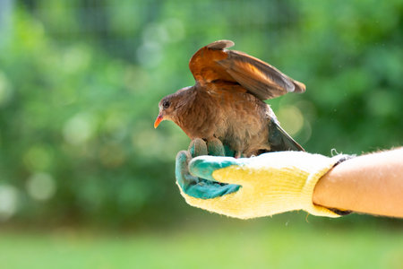 Animal rescue. Volunteer helping injured bird. Family with child saving sick animal in danger. Release of birds after veterinarian help and reatment.の写真素材