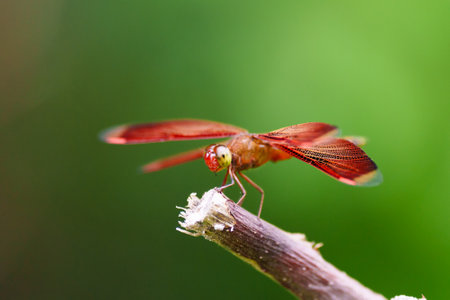Indonesian Red-winged Dragonfly. Insect in sunny garden. Wildlife watching. Close up of dragonfly. Macro image of colorful insect.の写真素材