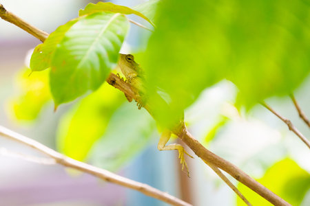 Lizard in tropical forest. Rainforest wildlife. Reptile in jungle.の写真素材