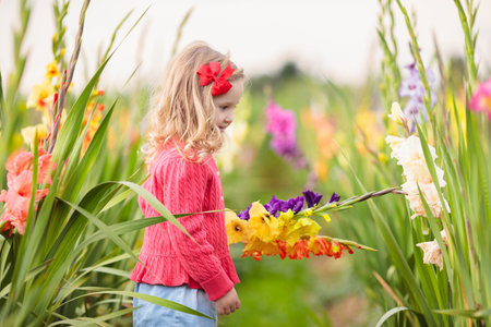 Little girl holding gladiolus flower bouquet. Child picking fresh flowers in the garden. Children gardening in autumn. Kids play in blooming field in late summer or early fall. Kid discovering nature.の写真素材