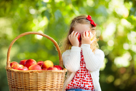 Child picking apples on a farm in autumn. Little girl playing in apple tree orchard. Kids pick fruit in a basket. Toddler eating fruits at fall harvest. Outdoor fun for children. Healthy nutrition.の写真素材