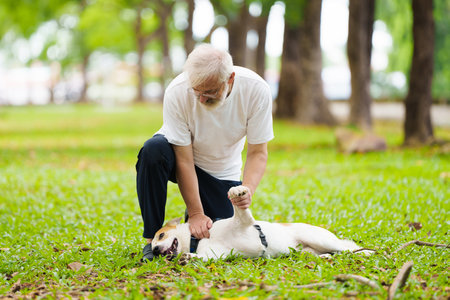Senior man walking his dog. Active retirement. Man playing with puppy in sunny summer park. Retired man and his pet. Love and friendship.の写真素材