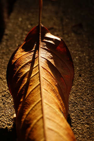 autumn leaves