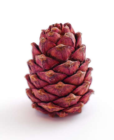 pine cone on white background の写真素材