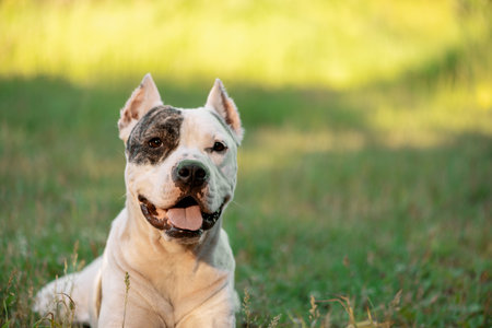 Happy dog with tongue hanging out lying on grassの写真素材